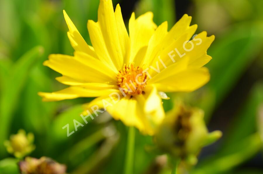 Krásnoočko velkokvěté 'Presto' - Coreopsis grandiflora 'Presto'