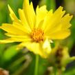 Krásnoočko velkokvěté 'Presto' - Coreopsis grandiflora 'Presto'