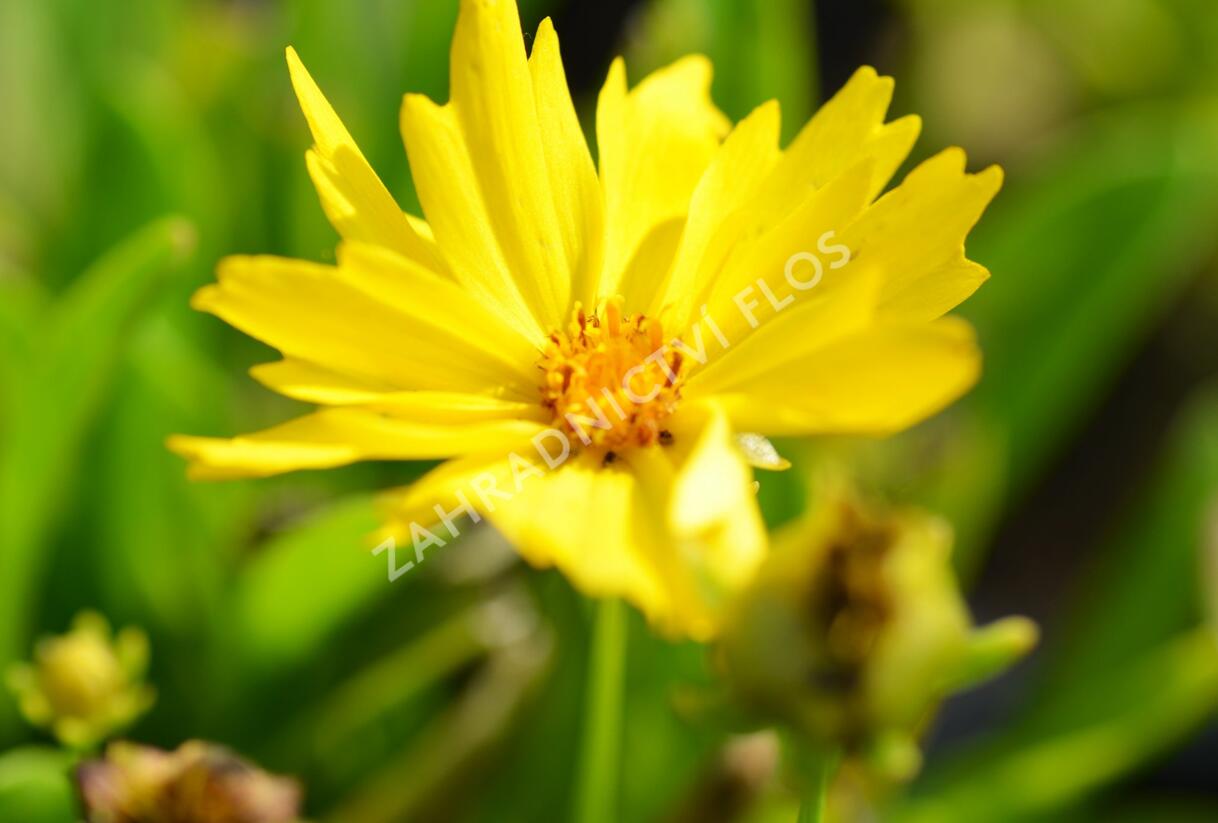 Krásnoočko velkokvěté 'Presto' - Coreopsis grandiflora 'Presto'