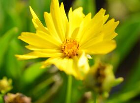 Krásnoočko velkokvěté 'Presto' - Coreopsis grandiflora 'Presto'