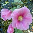 Topolovka růžová 'Spotlight Radiant Rose' - Alcea rosea 'Spotlight Radiant Rose'
