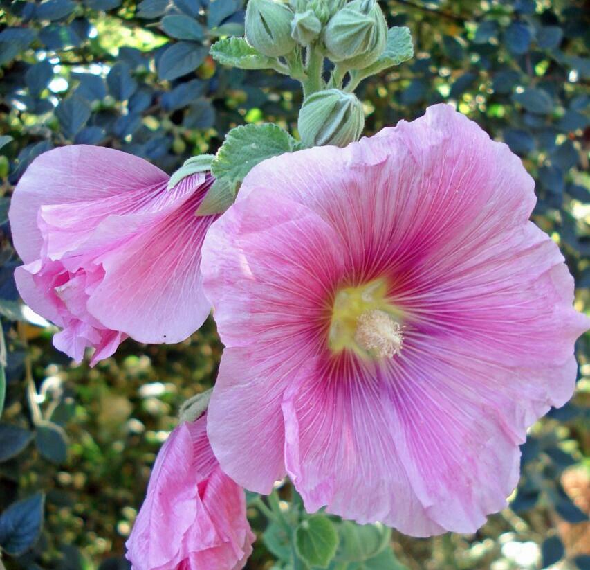 Topolovka růžová 'Spotlight Radiant Rose' - Alcea rosea 'Spotlight Radiant Rose'