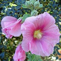 Topolovka růžová 'Spotlight Radiant Rose' - Alcea rosea 'Spotlight Radiant Rose'