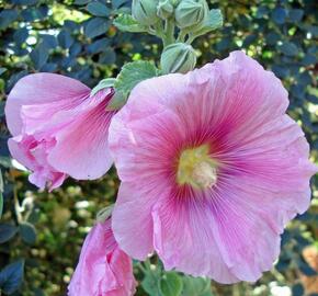 Topolovka růžová 'Spotlight Radiant Rose' - Alcea rosea 'Spotlight Radiant Rose'