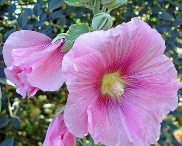 Topolovka růžová 'Spotlight Radiant Rose'