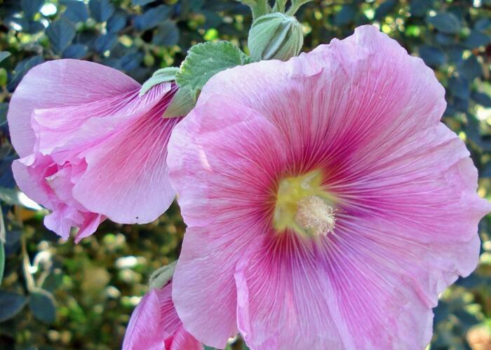 Topolovka růžová 'Spotlight Radiant Rose' - Alcea rosea 'Spotlight Radiant Rose'