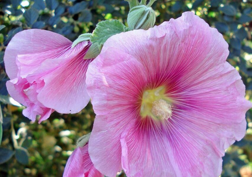 Topolovka růžová 'Spotlight Radiant Rose' - Alcea rosea 'Spotlight Radiant Rose'