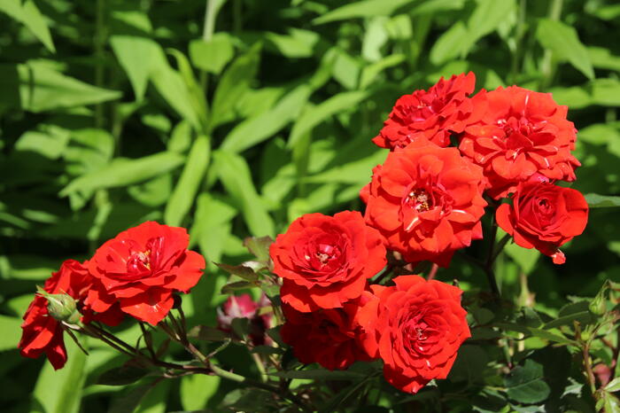 Růže mini 'Miniature Orange' - Rosa MI 'Miniature Orange'