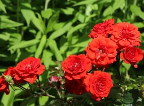 Růže miniaturní 'Miniature Orange' - Rosa MI 'Miniature Orange'