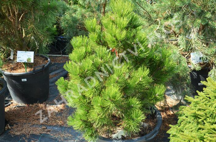 Borovice bělokorá - Pinus heldreichii (leucodermis)