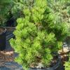 borovice Heldreichova - Pinus heldreichii