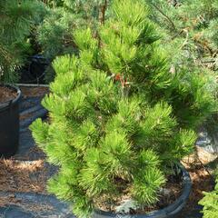 Borovice bělokorá - Pinus heldreichii (leucodermis)