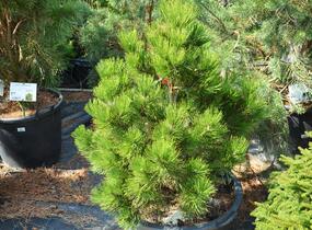 Borovice bělokorá - Pinus heldreichii (leucodermis)