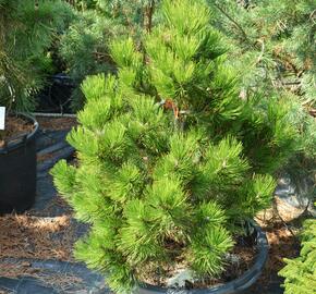 Borovice bělokorá - Pinus heldreichii (leucodermis)