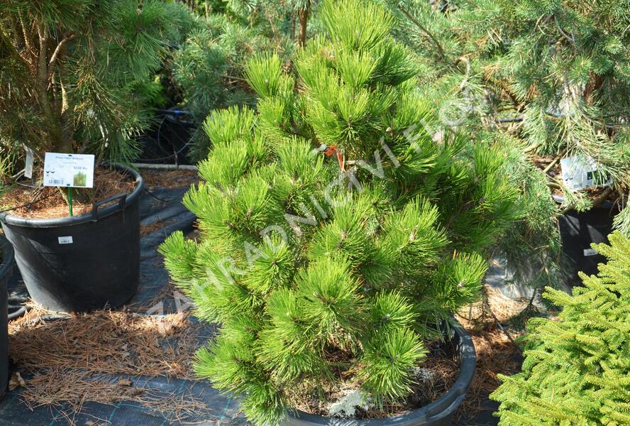 Borovice bělokorá - Pinus heldreichii (leucodermis)