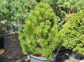 Borovice bělokorá - Pinus heldreichii (leucodermis)