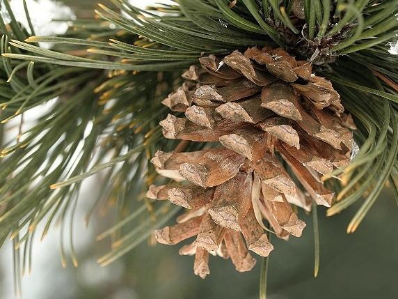 Borovice bělokorá - Pinus heldreichii (leucodermis)
