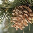 Borovice bělokorá - Pinus heldreichii (leucodermis)