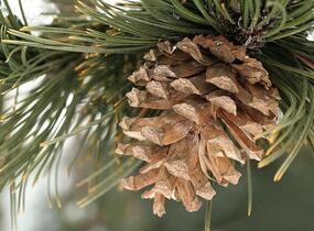 Borovice bělokorá - Pinus heldreichii (leucodermis)