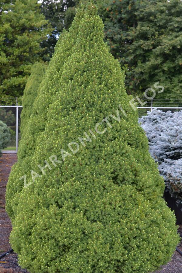 Smrk sivý 'Conica' - Picea glauca 'Conica'