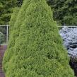 Smrk sivý 'Conica' - Picea glauca 'Conica'
