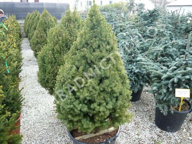 Smrk sivý 'Conica' - Picea glauca 'Conica'