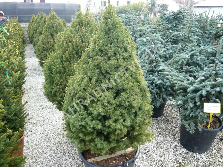 Smrk sivý 'Conica' - Picea glauca 'Conica'