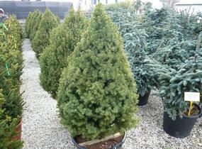 Smrk sivý 'Conica' - Picea glauca 'Conica'