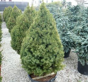 Smrk sivý 'Conica' - Picea glauca 'Conica'