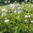 Orlíček obecný 'Green Apples' - Aquilegia vulgaris 'Green Apples'
