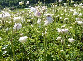 Orlíček obecný 'Green Apples' - Aquilegia vulgaris 'Green Apples'