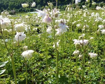 Orlíček obecný 'Green Apples'