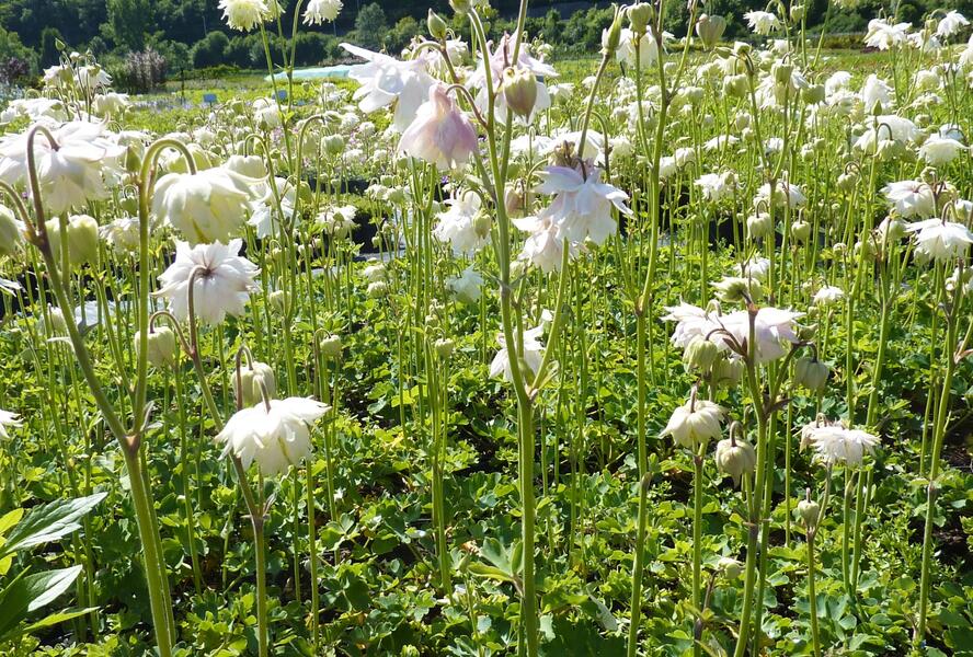 Orlíček obecný 'Green Apples' - Aquilegia vulgaris 'Green Apples'