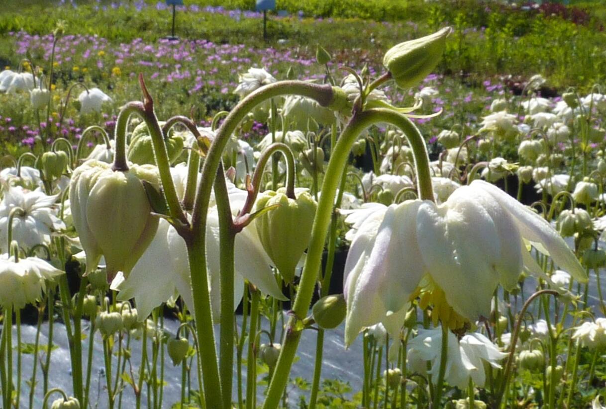 Orlíček obecný 'Green Apples' - Aquilegia vulgaris 'Green Apples'