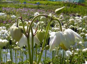 Orlíček obecný 'Green Apples' - Aquilegia vulgaris 'Green Apples'