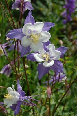 Orlíček vějířovitý 'Selection' - Aquilegia flabellata var. pumila 'Selection'