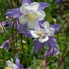 Orlíček vějířovitý 'Selection' - Aquilegia flabellata var. pumila 'Selection'