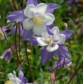 Orlíček vějířovitý 'Selection' - Aquilegia flabellata var. pumila 'Selection'