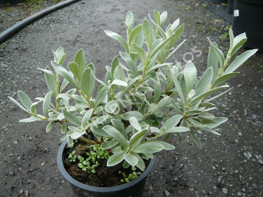 Vrba borůvkovitá - Salix onusta