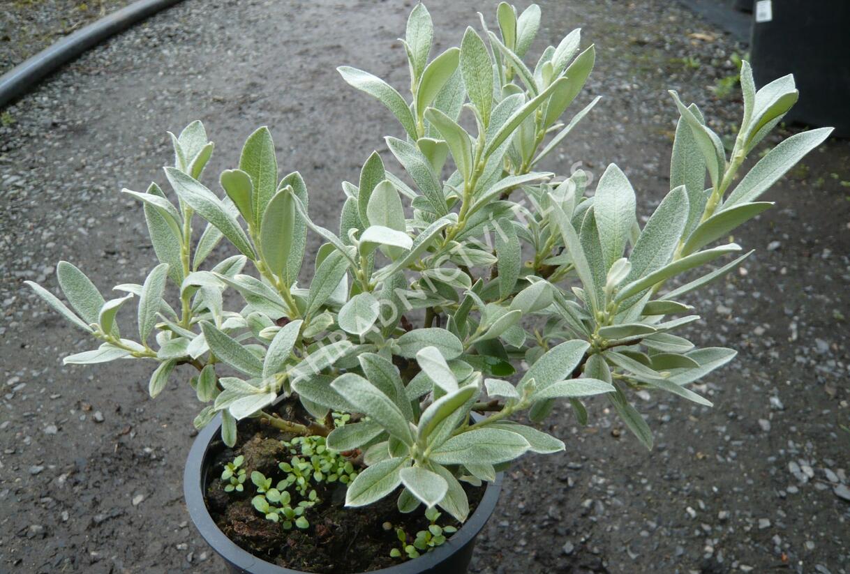 Vrba borůvkovitá - Salix onusta