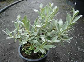 Vrba borůvkovitá - Salix onusta