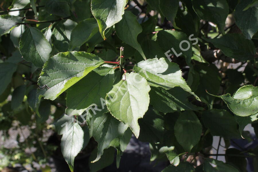 Meruňka japonská 'Beni-shi-dori' - Prunus mume 'Beni-shi-dori'