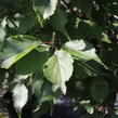 Meruňka japonská 'Beni-shi-dori' - Prunus mume 'Beni-shi-dori'