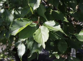 Meruňka japonská 'Beni-shi-dori' - Prunus mume 'Beni-shi-dori'