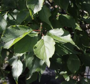 Meruňka japonská 'Beni-shi-dori' - Prunus mume 'Beni-shi-dori'