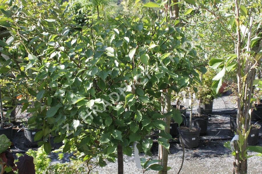 Meruňka japonská 'Beni-shi-dori' - Prunus mume 'Beni-shi-dori'