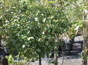 Meruňka japonská 'Beni-shi-dori' - Prunus mume 'Beni-shi-dori'