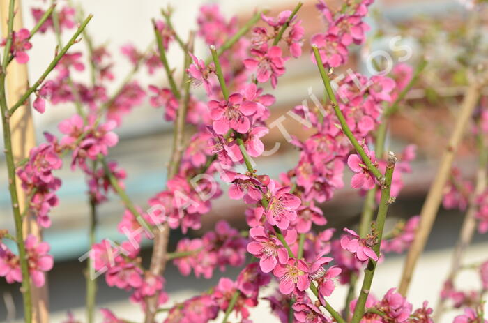 Meruňka japonská 'Beni-shi-dori' - Prunus mume 'Beni-shi-dori'