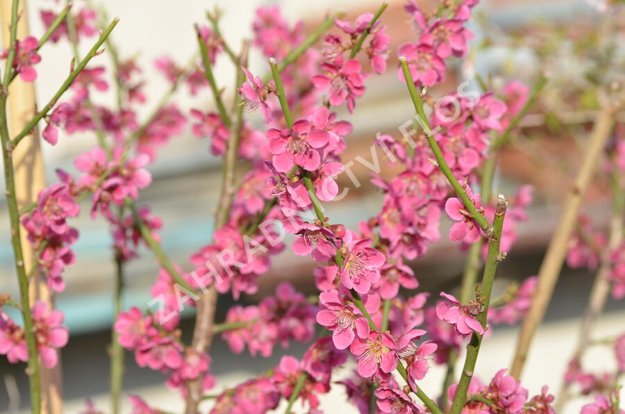 Meruňka japonská 'Beni-shi-dori' - Prunus mume 'Beni-shi-dori'