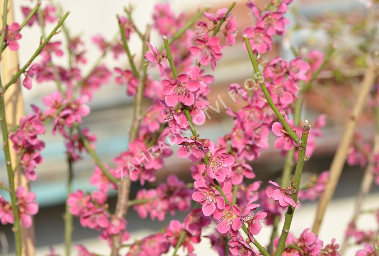 Meruňka japonská 'Beni-shi-dori' - Prunus mume 'Beni-shi-dori'
